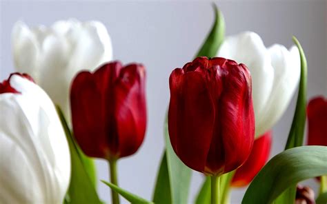 RedandWhiteTulips.jpg